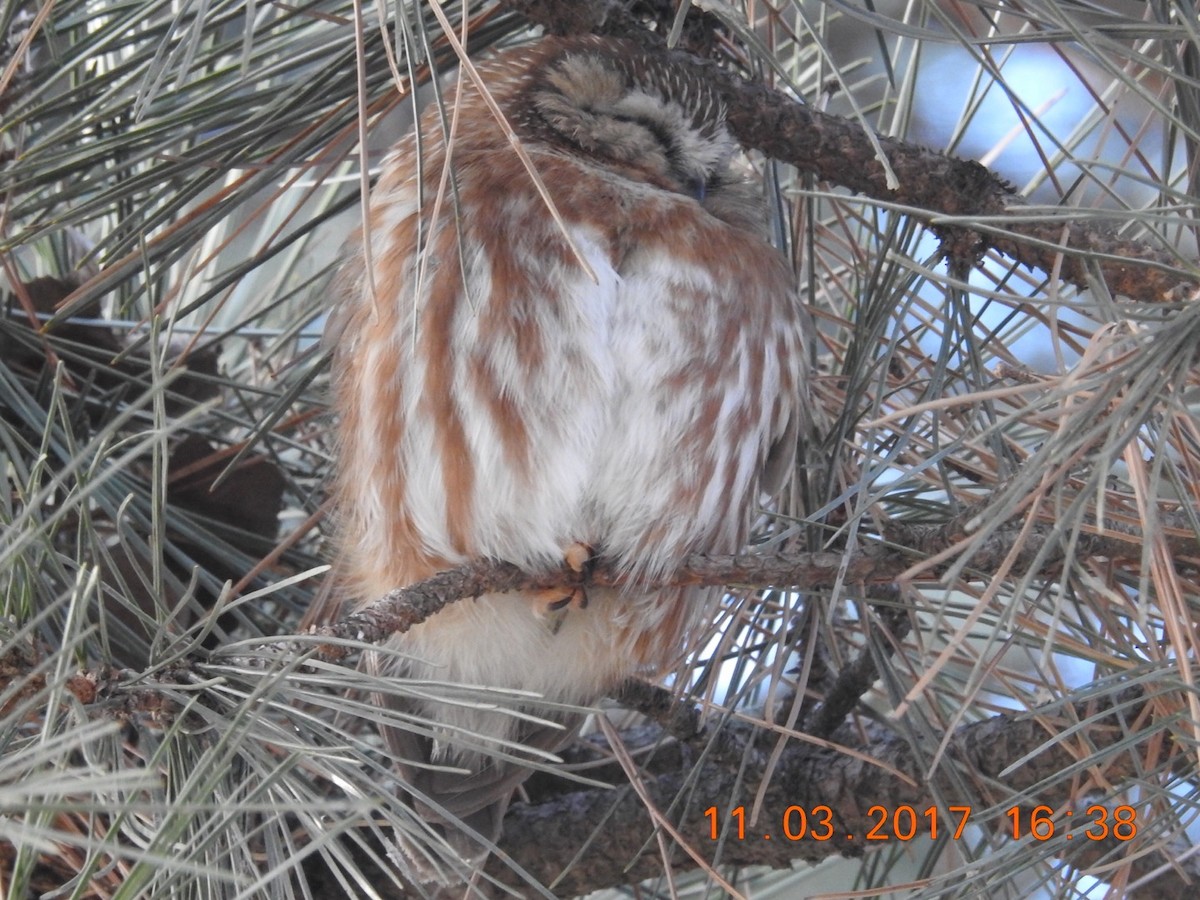 Northern Saw-whet Owl - ML50919171