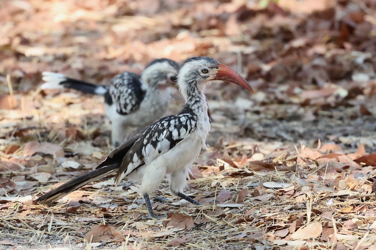 Southern Red-billed Hornbill - Chris Wiley