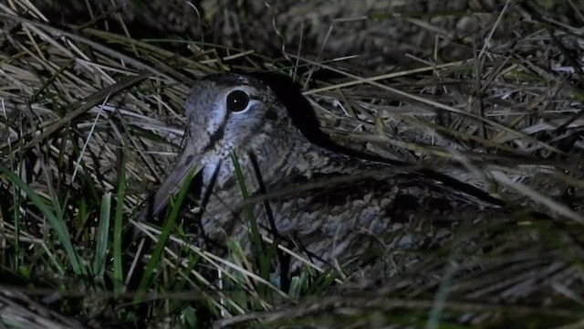 Eurasian Woodcock - ML509193581