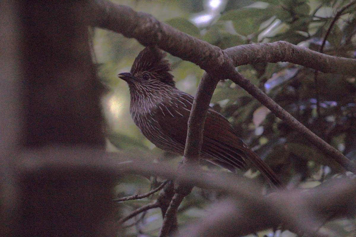 Striated Laughingthrush - ML509193791