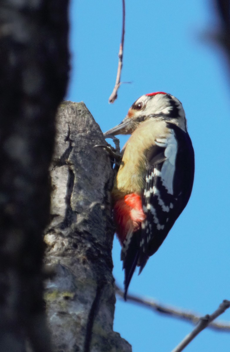 Himalayan Woodpecker - ML509193891