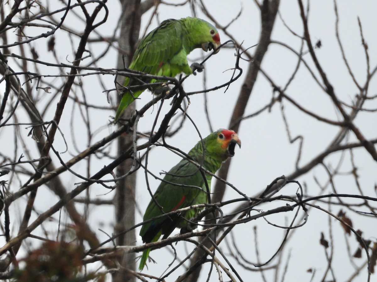 Red-lored/Lilacine Amazon - ML509194581