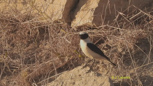 Western Black-eared Wheatear - ML509194661