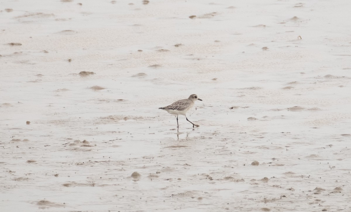 Black-bellied Plover - ML509194701