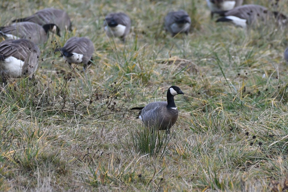 Cackling Goose - ML509194771