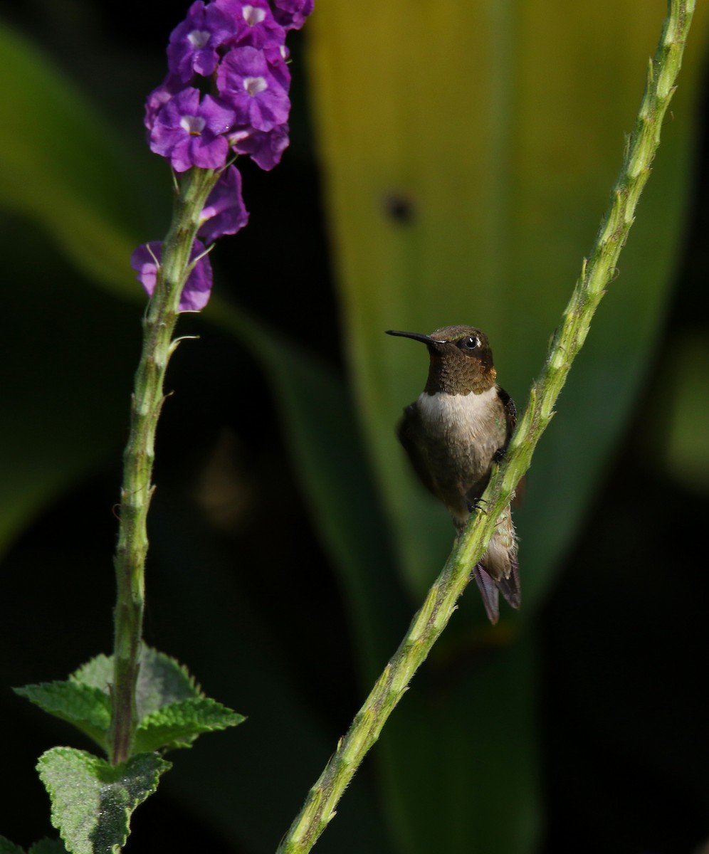 Ruby-throated Hummingbird - ML509194871