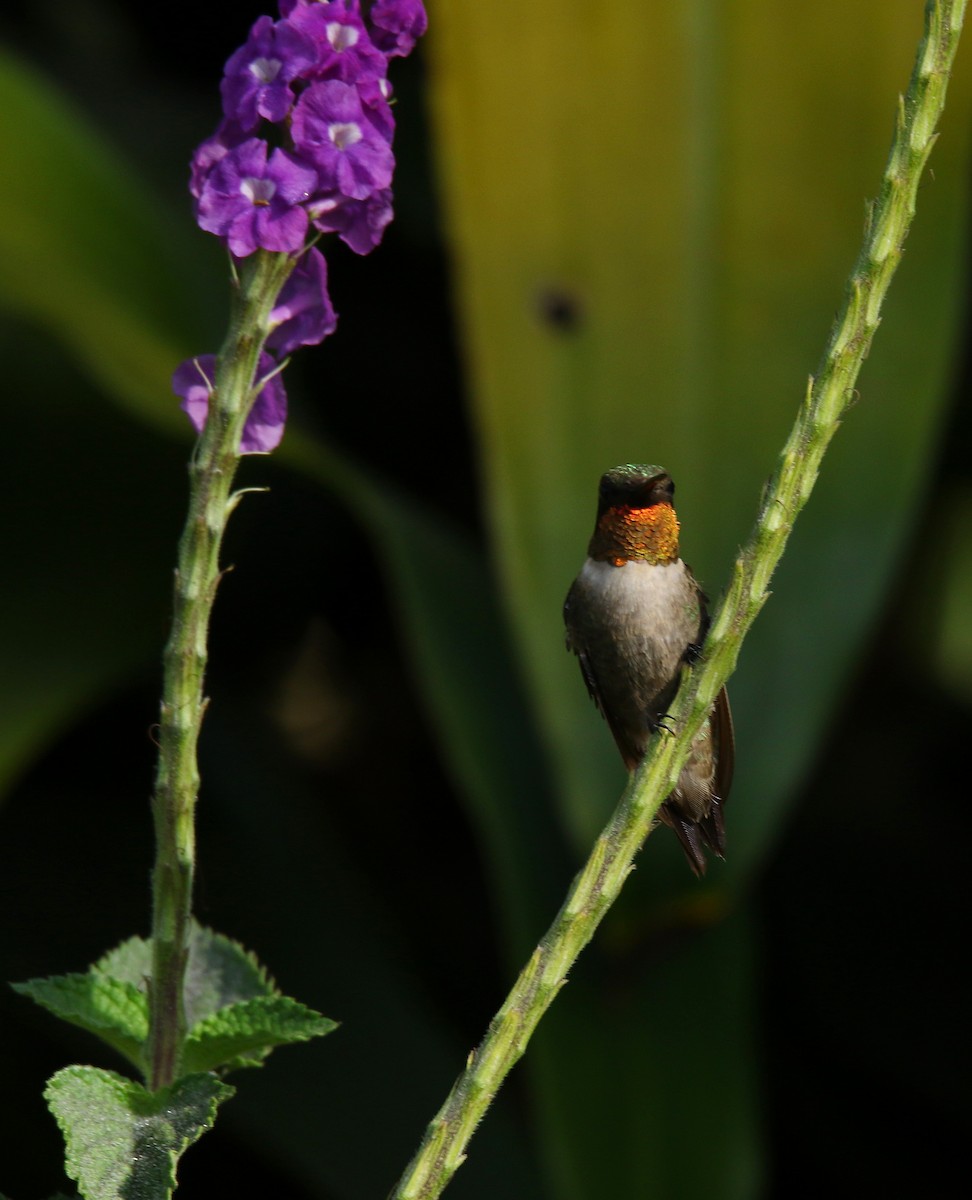 Ruby-throated Hummingbird - Detlef Stremke