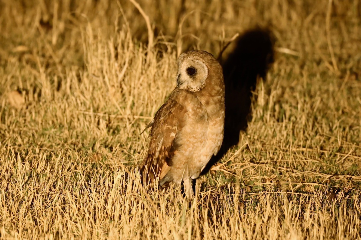 Marsh Owl - ML509194941