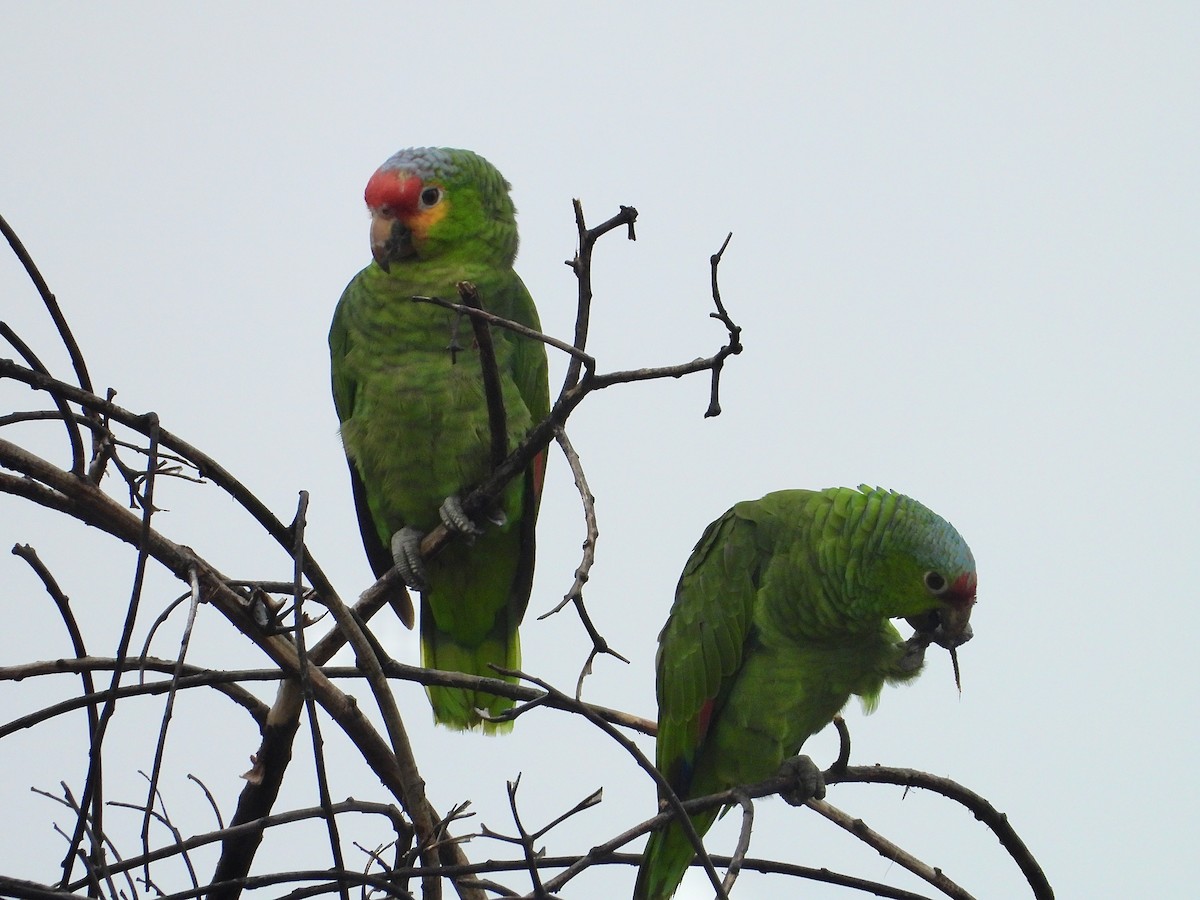 Red-lored/Lilacine Amazon - ML509195041