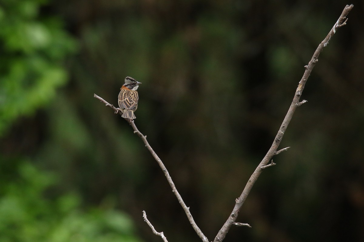 Rufous-collared Sparrow - ML509195181