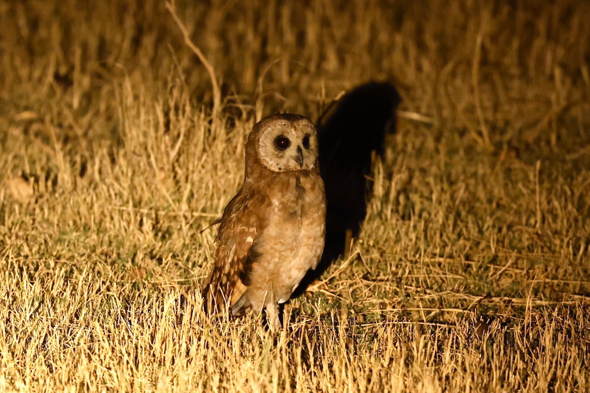 Marsh Owl - ML509195681