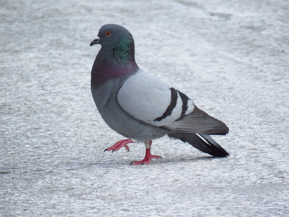 Rock Pigeon (Feral Pigeon) - Andy de Champlain