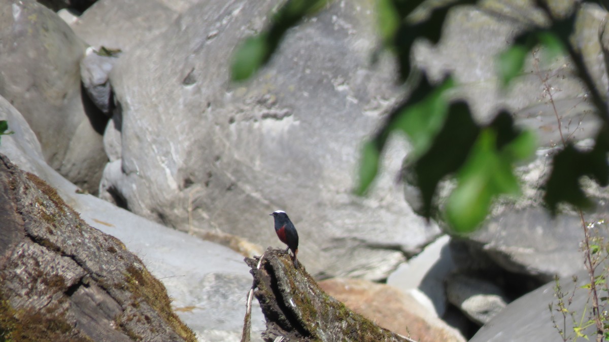 White-capped Redstart - ML509195721