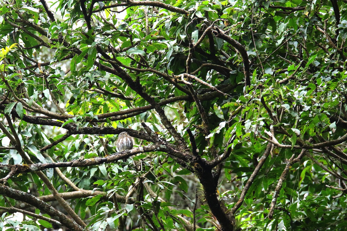 Northern Pygmy-Owl (Guatemalan) - ML509195751