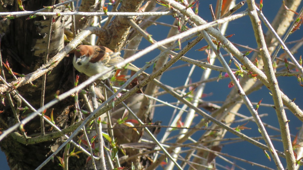 Russet Sparrow - ML509195761