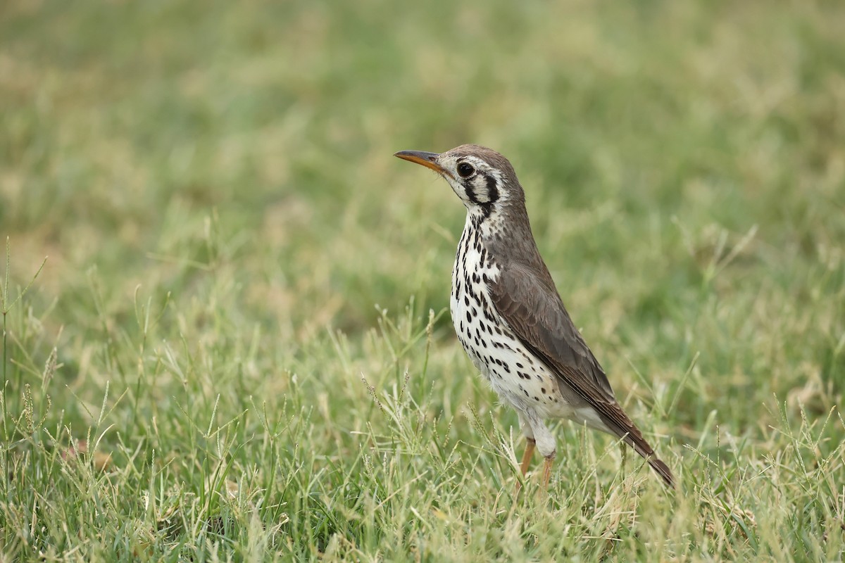 Groundscraper Thrush - ML509198231