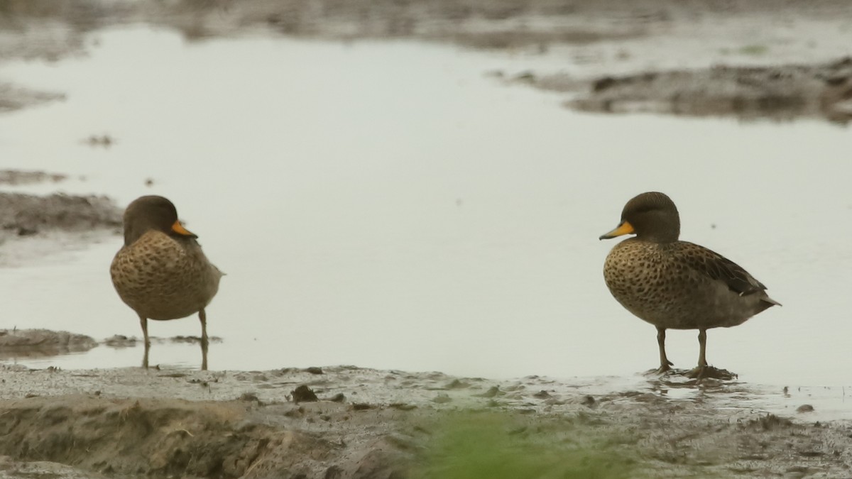 Yellow-billed Teal - ML509199931