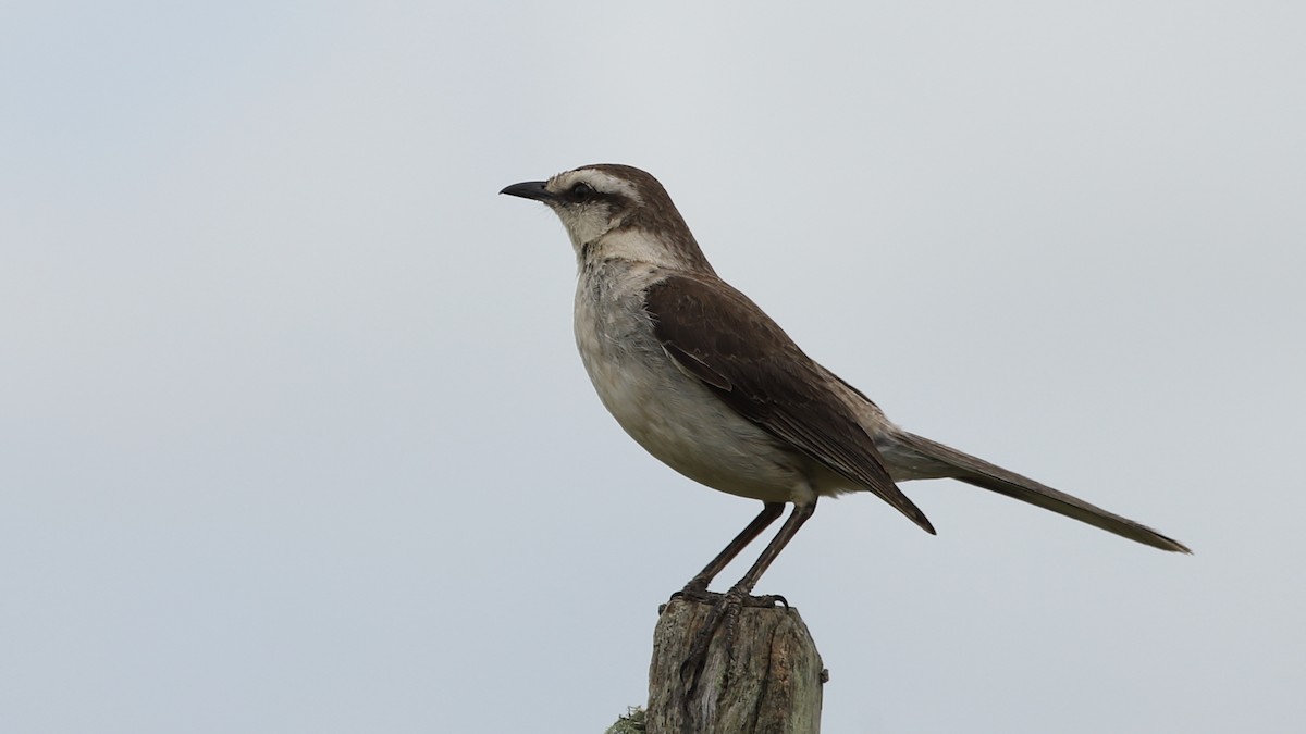 Chalk-browed Mockingbird - ML509200121