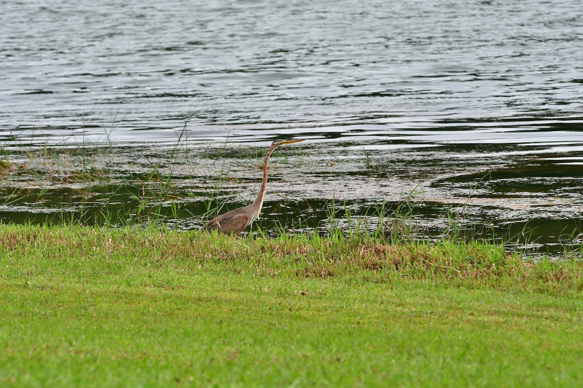 Purple Heron - ML509200301