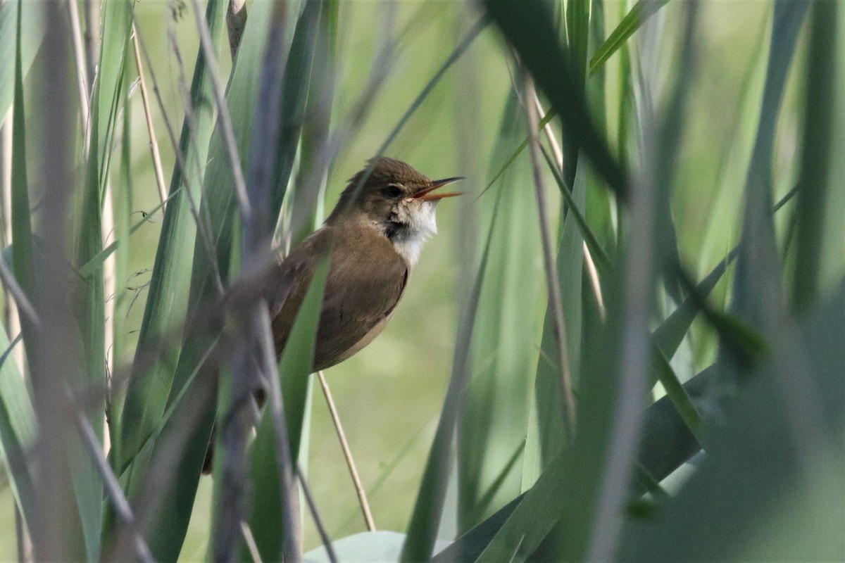 Common Reed Warbler - Federico Schulz