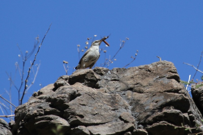 Rock Wren - ML509201991