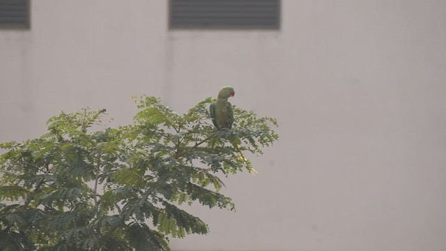 Alexandrine Parakeet - ML509202371