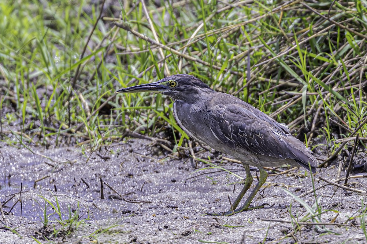 Striated Heron - ML509203591