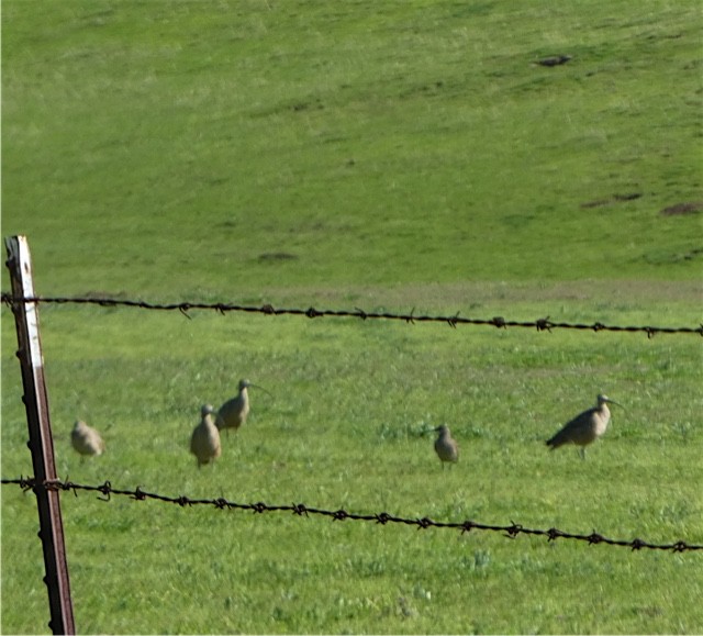 Whimbrel - ML50920521