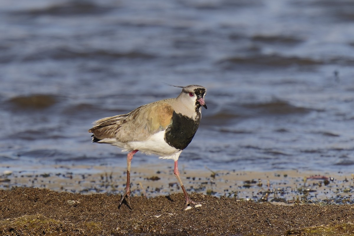 Southern Lapwing - ML509206861