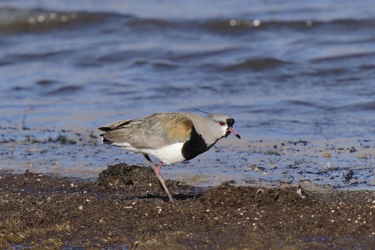 Southern Lapwing - Holger Teichmann