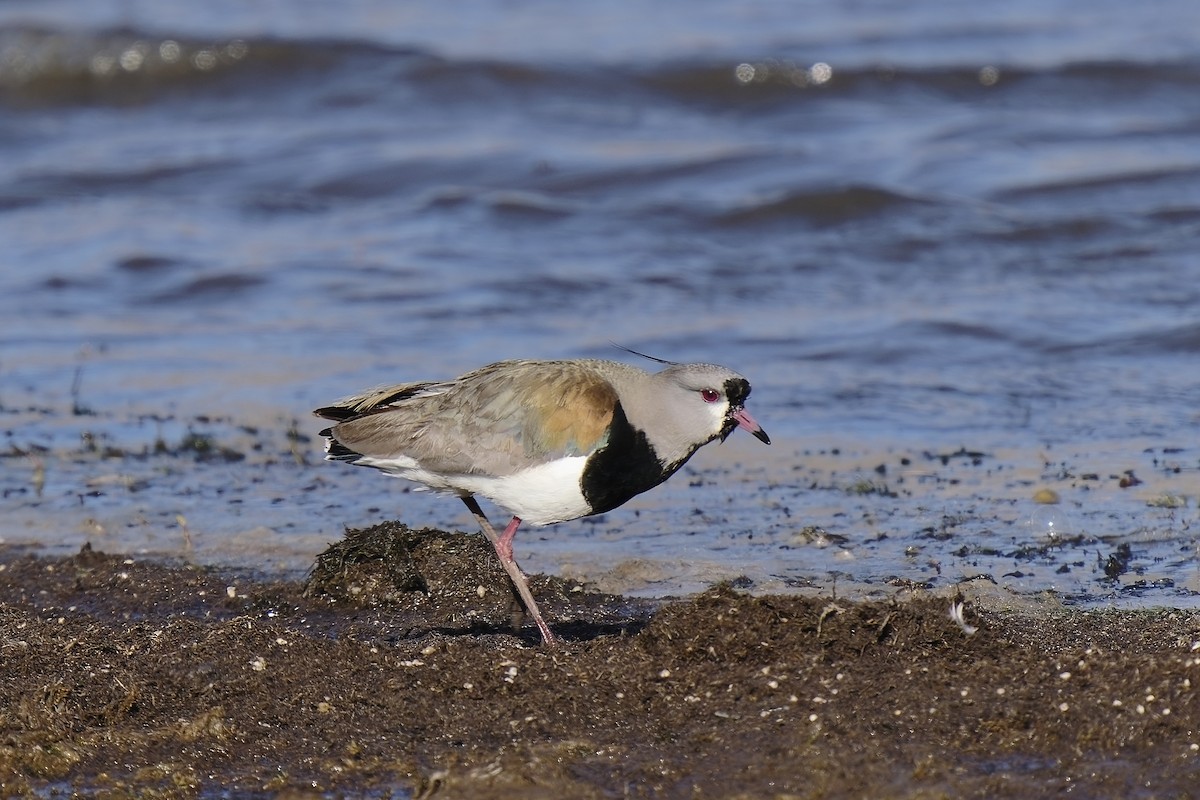 Southern Lapwing - ML509206881