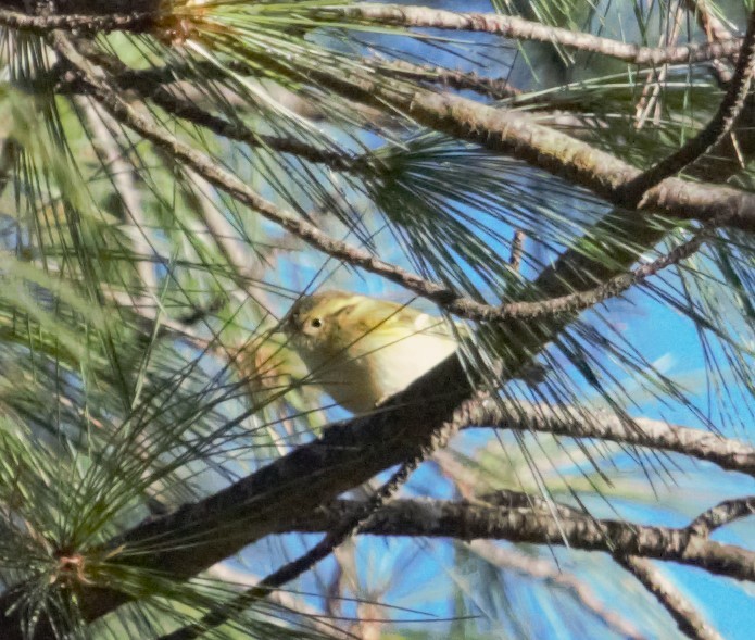 Lemon-rumped Warbler - ML509207791