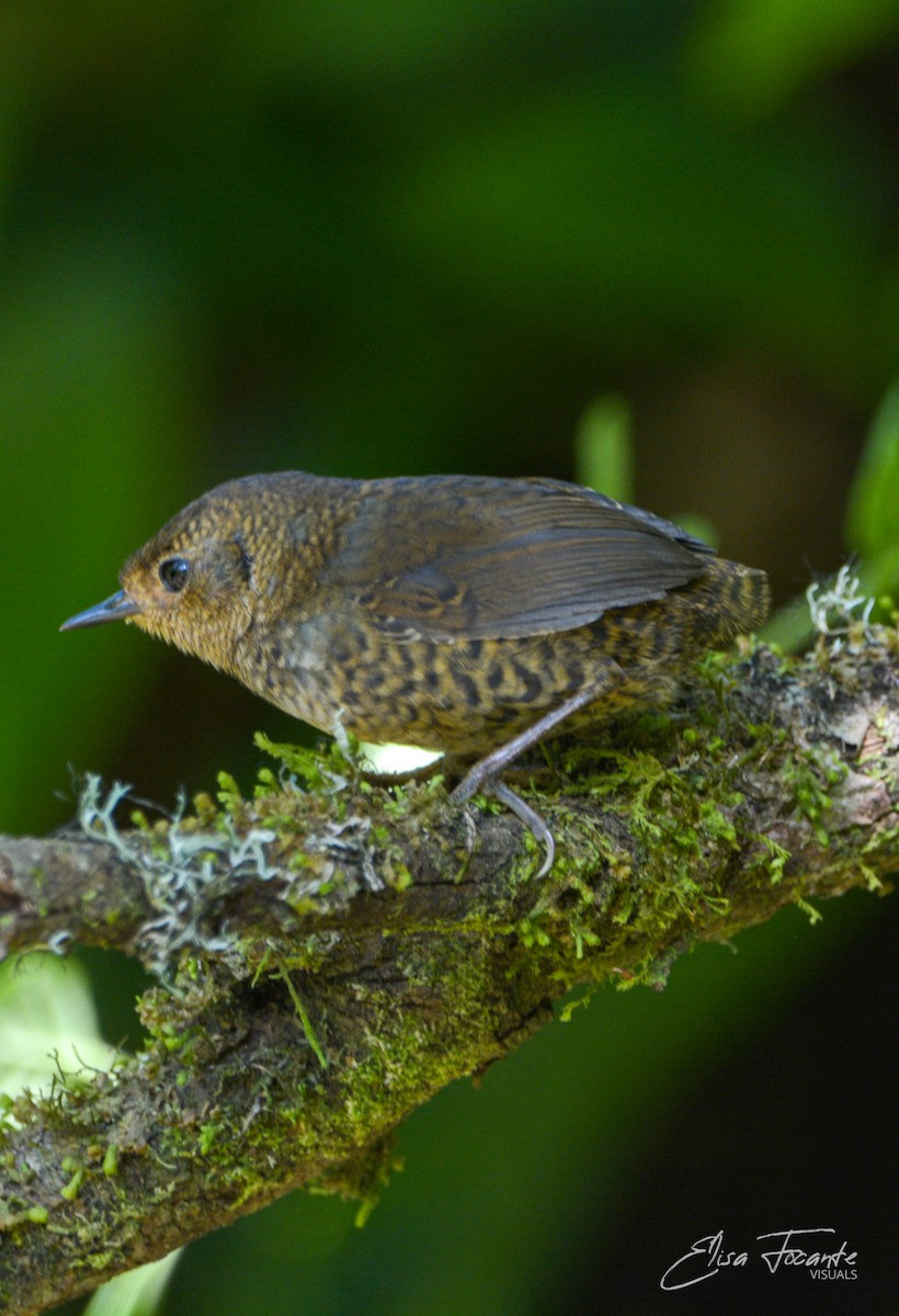 Mouse-colored Tapaculo - Elisa Focante