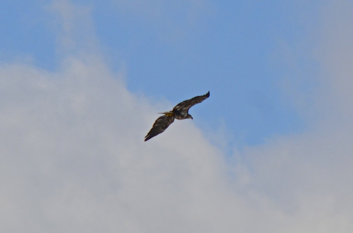 Weißkopf-Seeadler - ML509208981