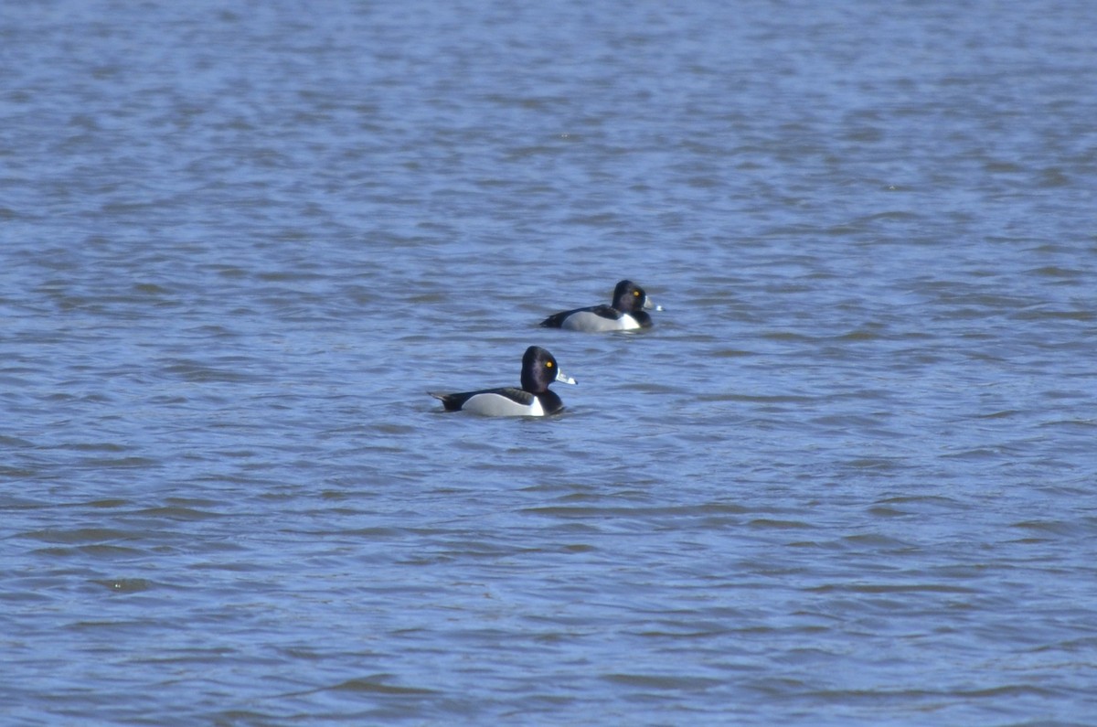 Ring-necked Duck - Brian Quindlen