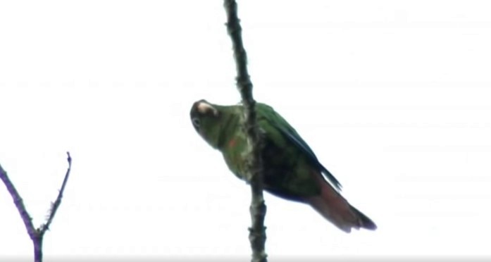 Santa Marta Parakeet - Josep del Hoyo