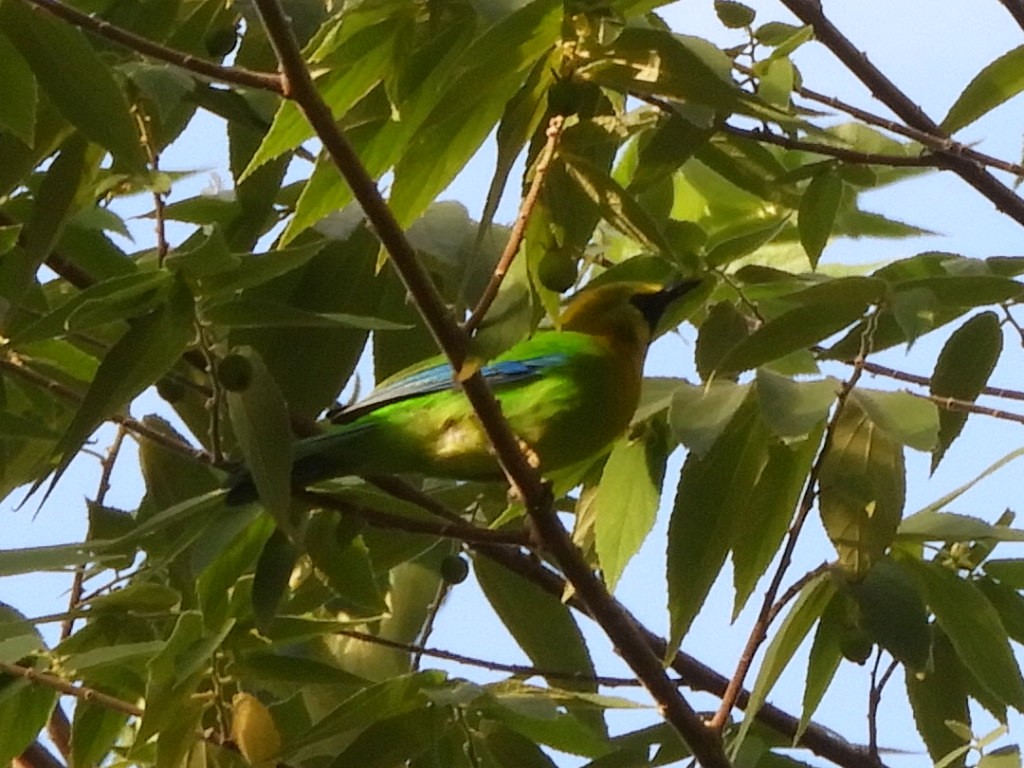 Blue-winged Leafbird - ML509212551