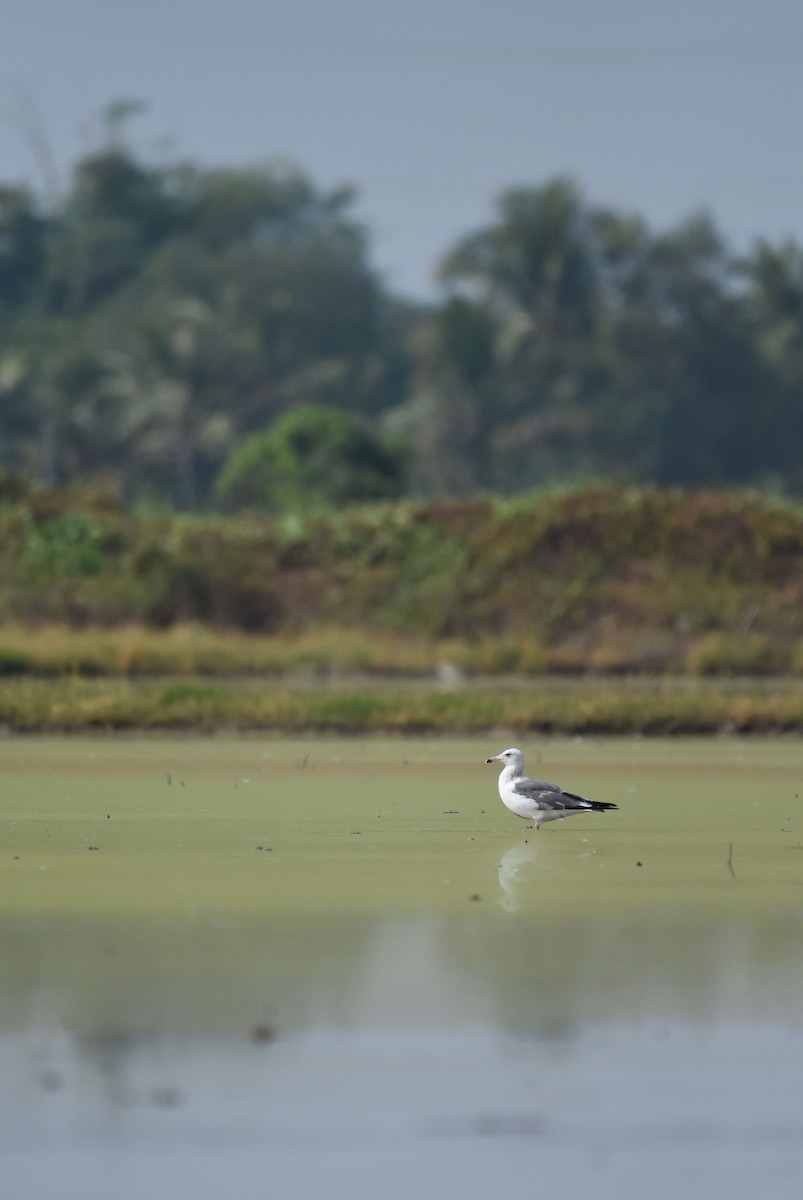 Lesser Black-backed Gull (Heuglin's) - ML509213881