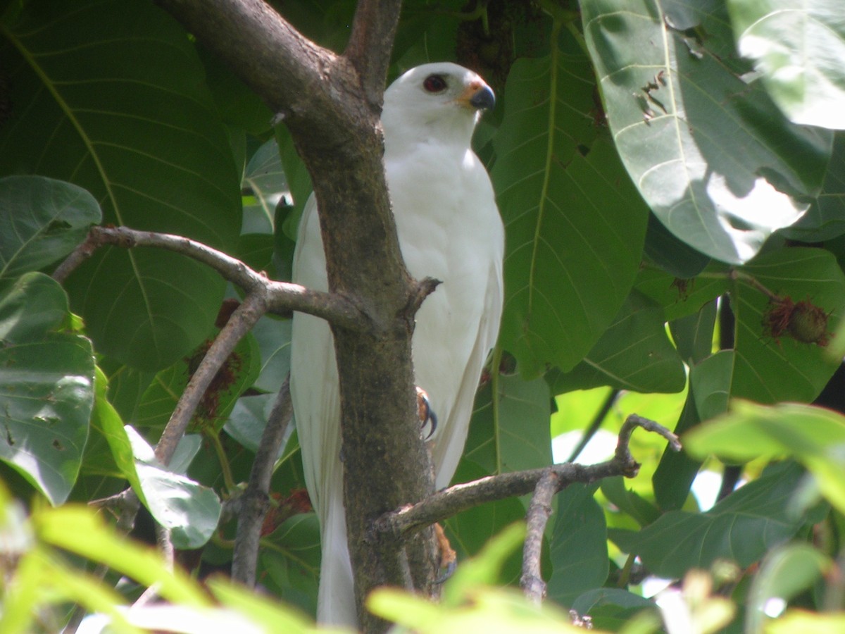 Autour blanc - ML50921421