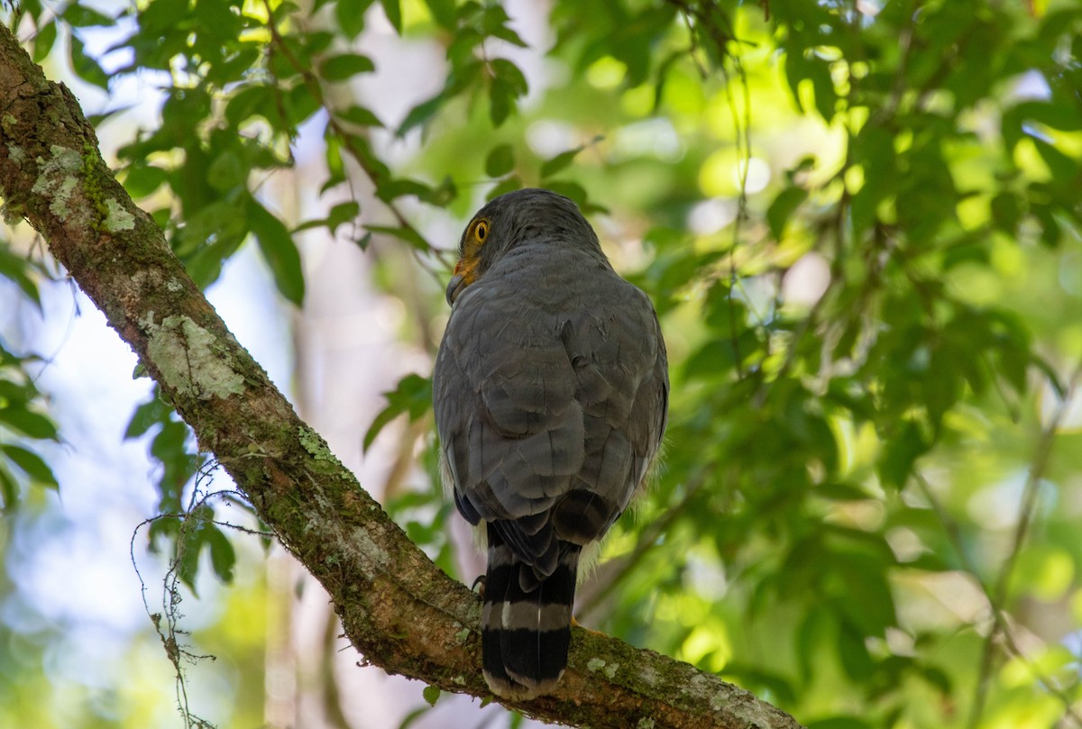 Roadside Hawk - ML509214971