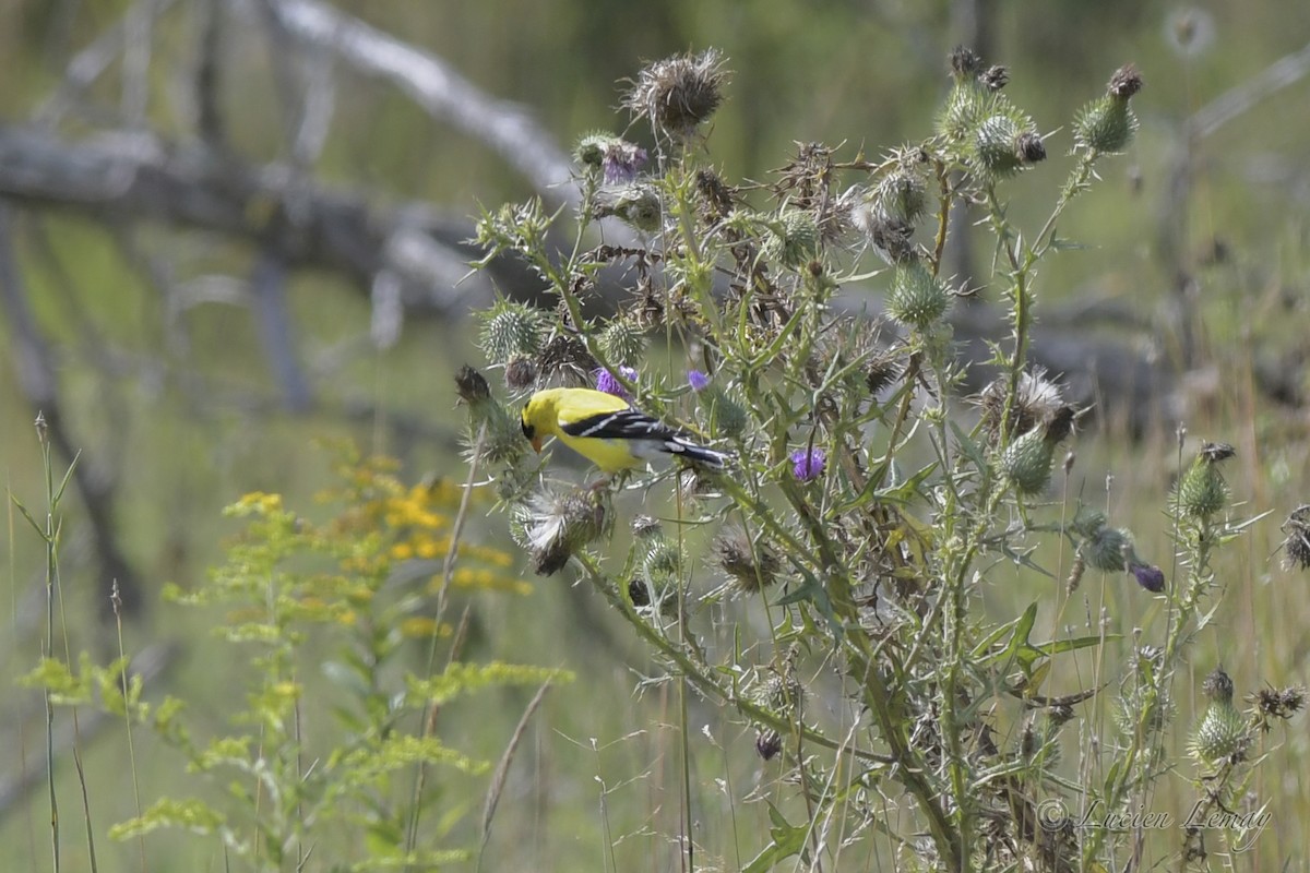 Chardonneret jaune - ML509215711