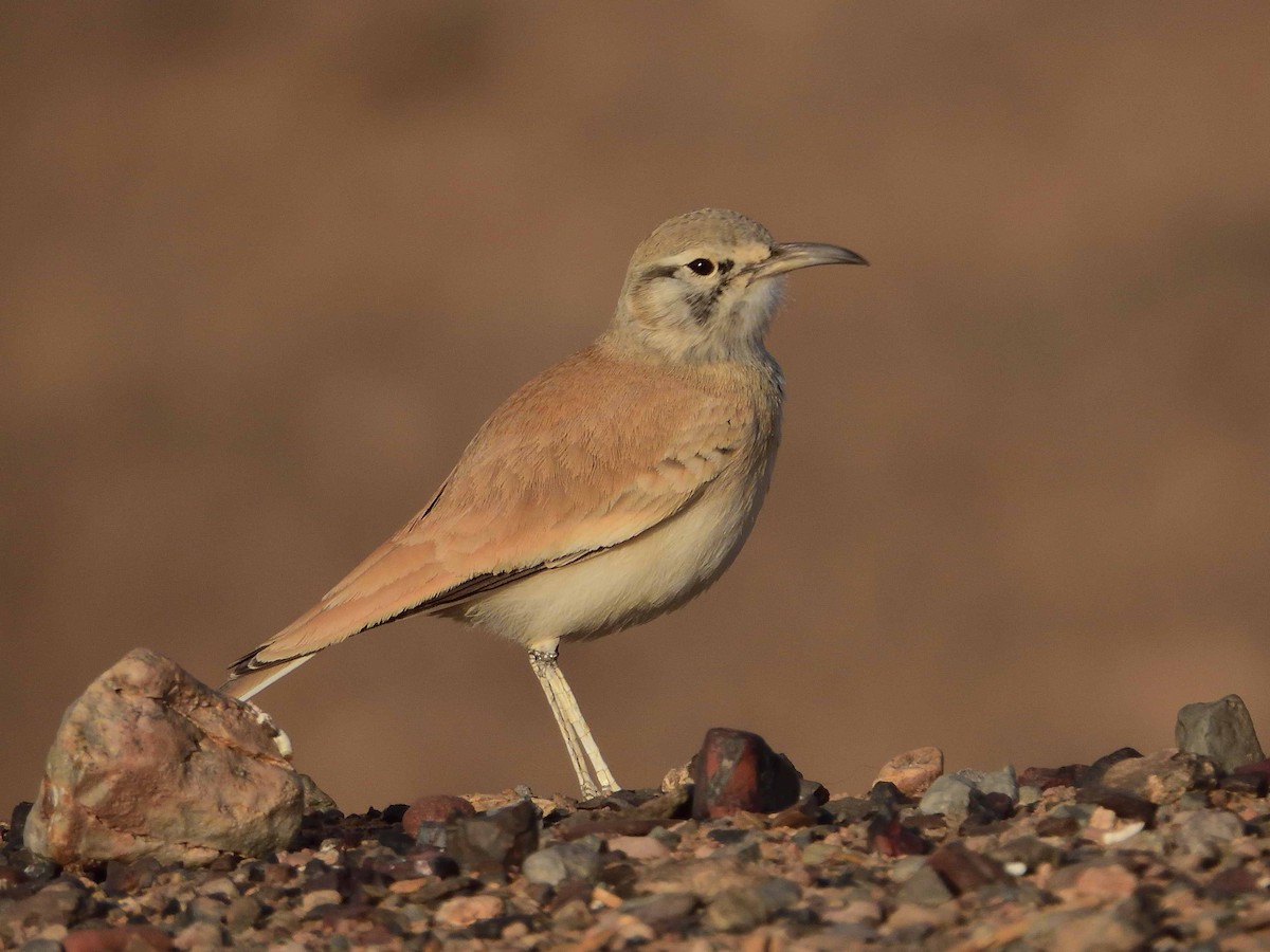 Greater Hoopoe-Lark - ANDRÉS SERRANO LAVADO