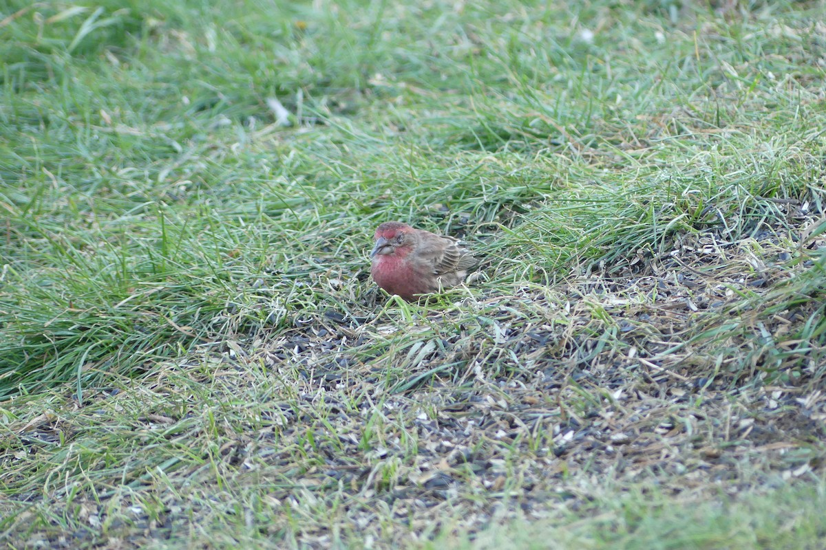 House Finch - ML509217631