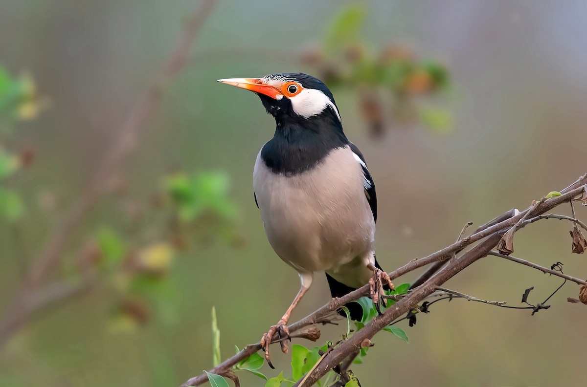 Indian Pied Starling - ML509217821