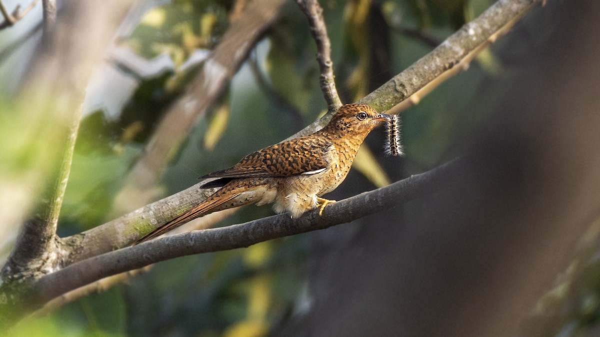 Plaintive Cuckoo - ML509220011