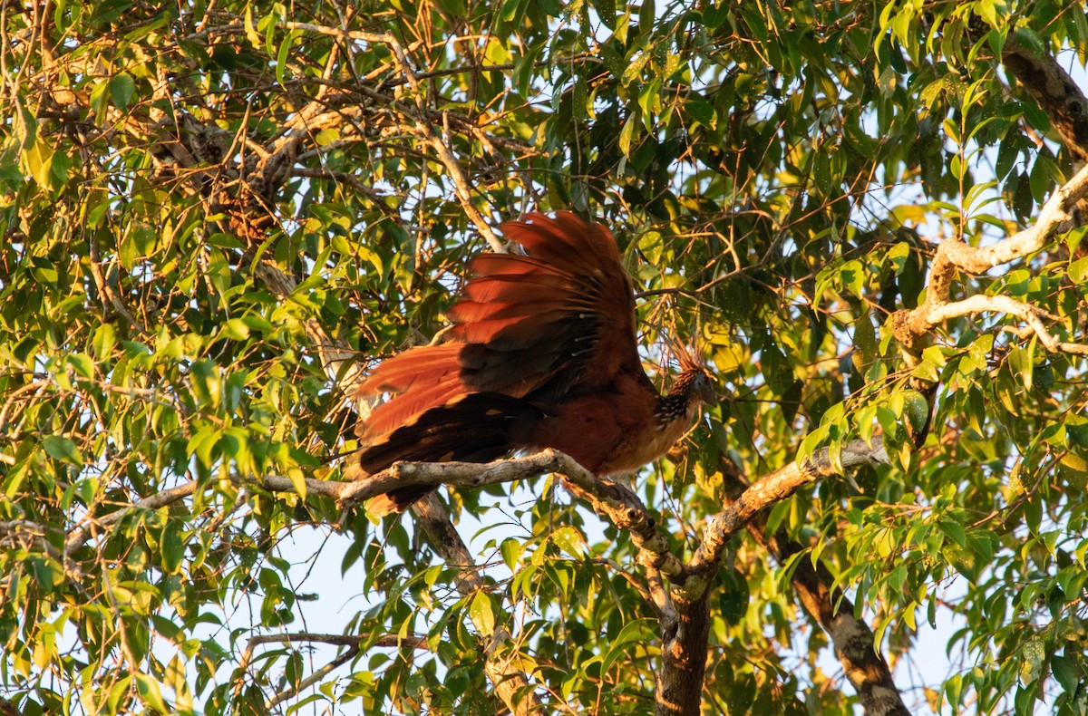 Hoatzin - Michelle Martin