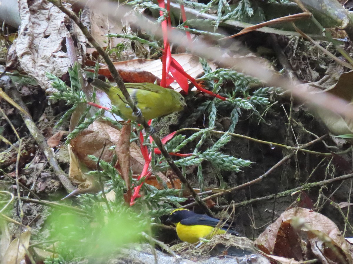 Thick-billed Euphonia (Thick-billed) - Rogger Valencia Monroy