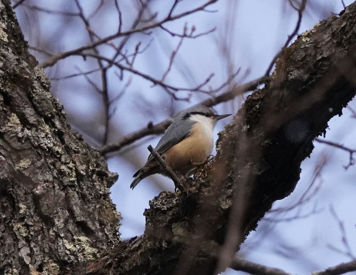 Eurasian Nuthatch - Anonymous