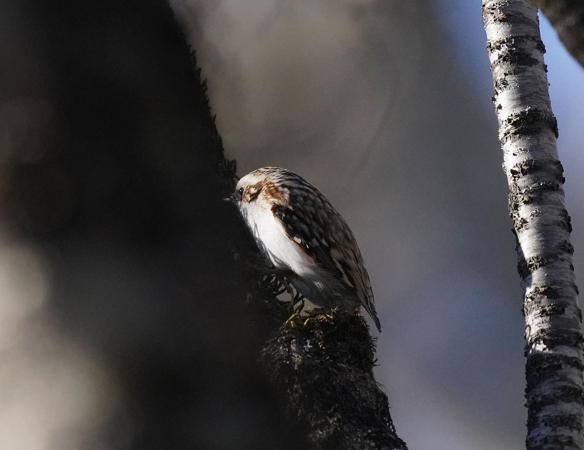 Eurasian Treecreeper - Anonymous