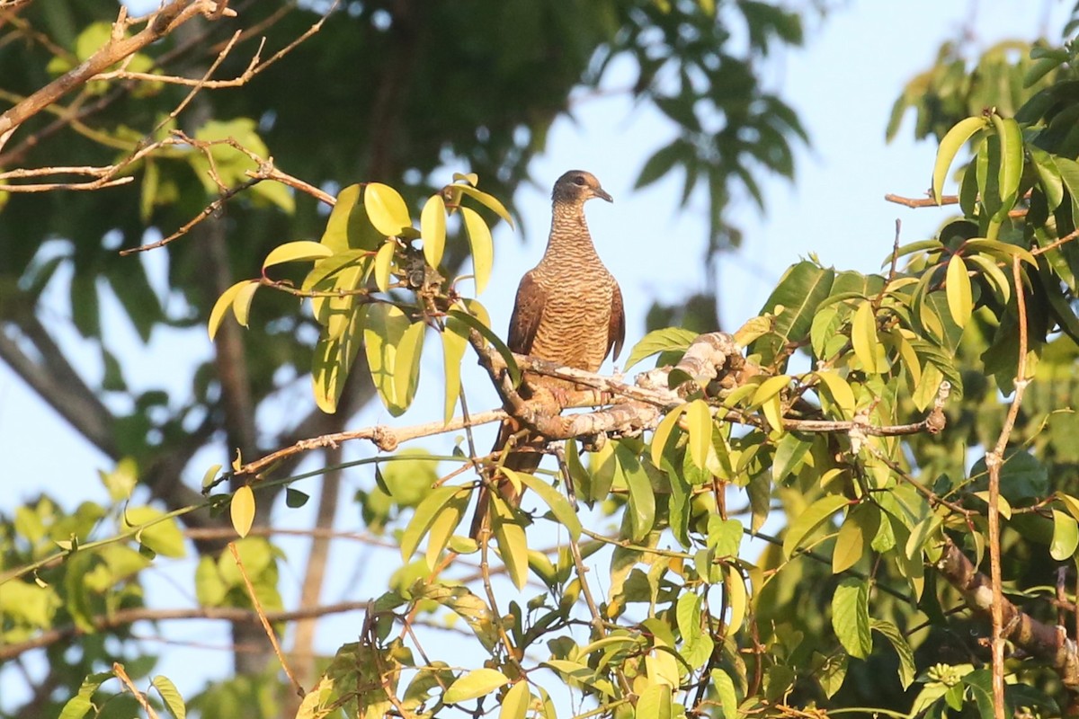 Tórtola Cuco de Tanimbar - ML509222251